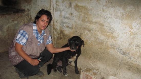 Un vieux mais douce chien, pendant le traitement. Il a environ 13 ans.